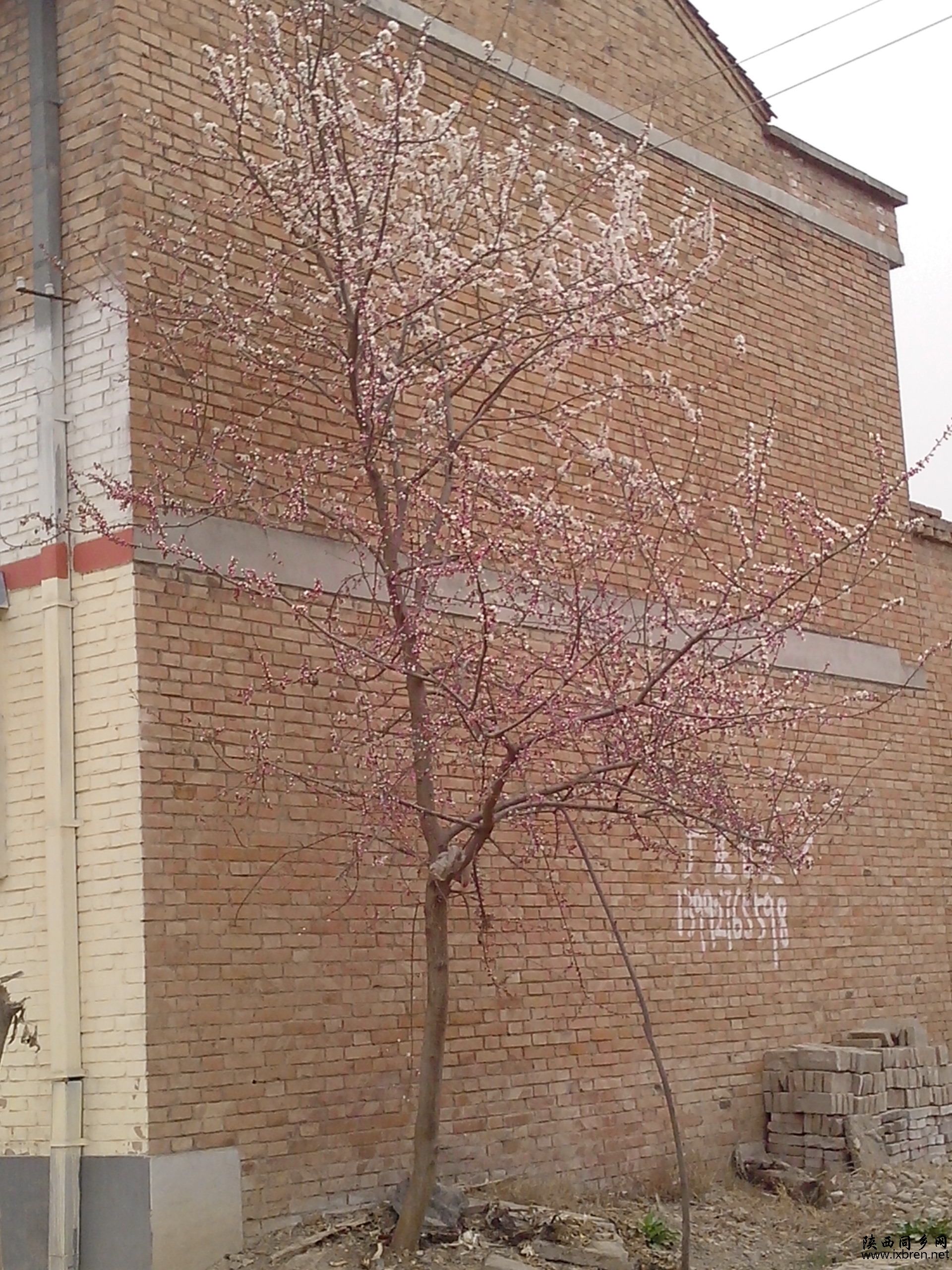 IMG20130310006.jpg