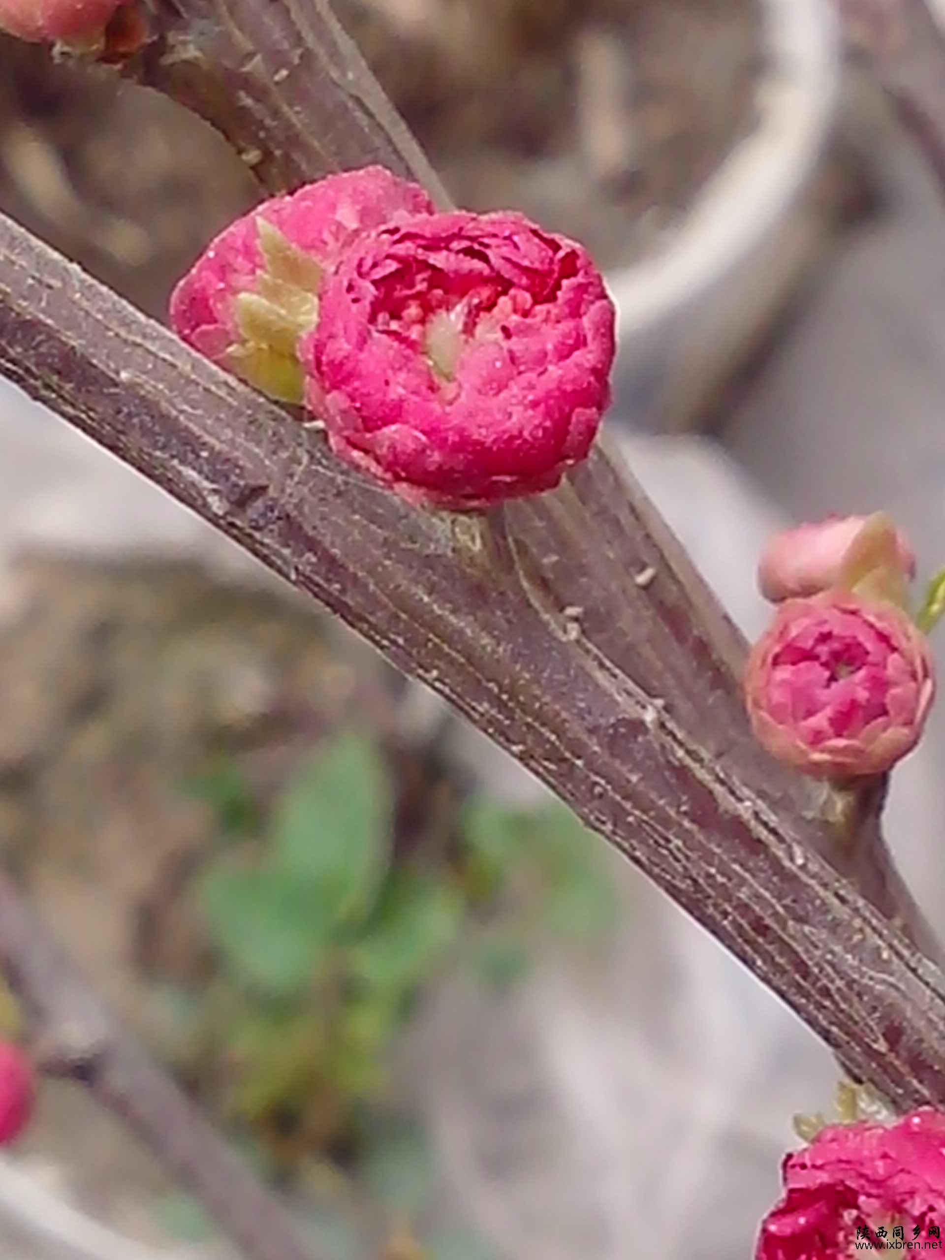 IMG20130310003.jpg