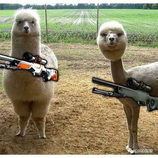 ����Цͼ�������CSGO����������?w7.jpg