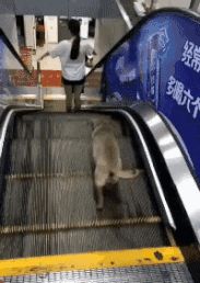 ��ЦGIFͼ:��ү��ŷ�����̯��,��������?w8.jpg