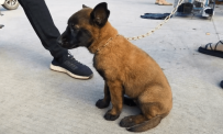 ��������Ů������С��Ȯ��800���������ģ���200����Ů ...