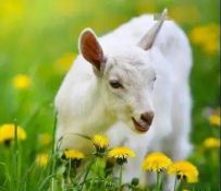 �����о�ר�ң�����������Ⱥ�㷺��Ӫ����ֵ��
