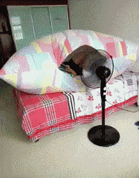 ��ЦGIF�����̨��Ļ�����ͷ�μ�����Ů�����찡��